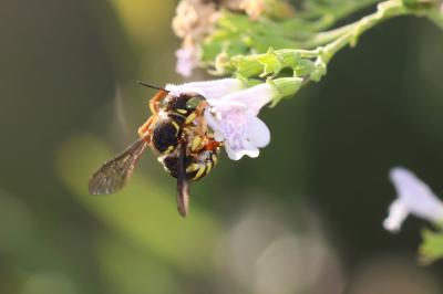  Anthidium loti Perris, 1852