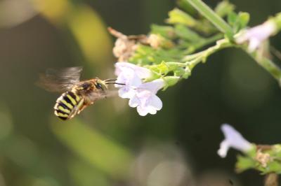  Anthidium loti Perris, 1852