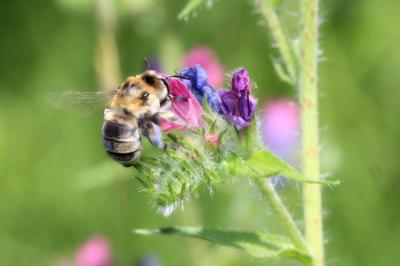 Anthophore cuissarde Anthophora femorata (Olivier, 1789)