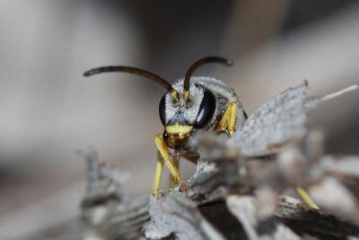  Halictus fulvipes (Klug, 1817)