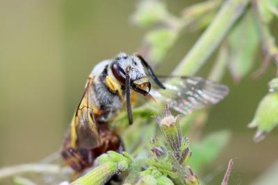  Halictus fulvipes (Klug, 1817)