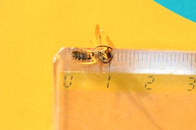  Halictus fulvipes (Klug, 1817)