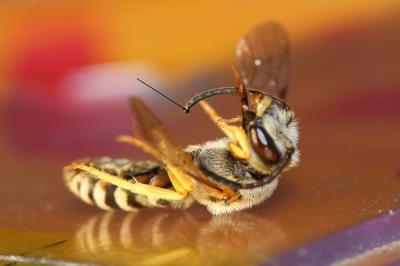  Halictus fulvipes (Klug, 1817)
