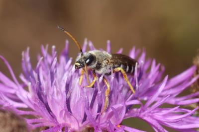  Halictus sexcinctus (Fabricius, 1775)