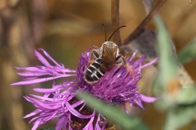  Halictus sexcinctus (Fabricius, 1775)