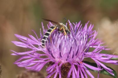  Halictus sexcinctus (Fabricius, 1775)