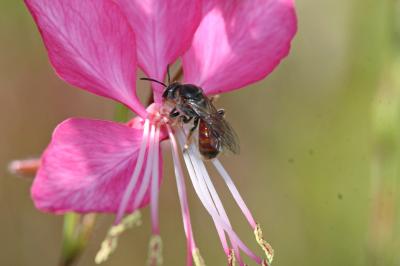  Lasioglossum elegans (Lepeletier, 1841)