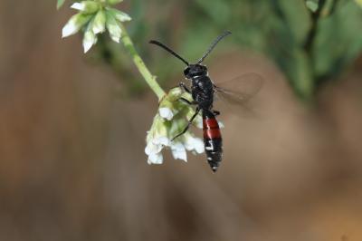  Sapyga quinquepunctata (Fabricius, 1781)