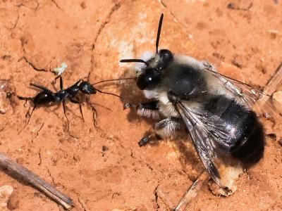 Anthophore estivale Anthophora aestivalis (Panzer, 1801)