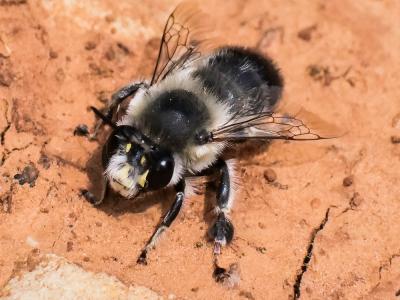 Anthophore estivale Anthophora aestivalis (Panzer, 1801)