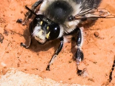Anthophore estivale Anthophora aestivalis (Panzer, 1801)