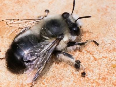 Anthophore estivale Anthophora aestivalis (Panzer, 1801)