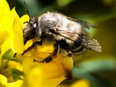 Anthophore à tarses gonflés Anthophora dispar Lepeletier, 1841