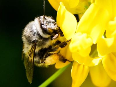 Anthophore à tarses gonflés Anthophora dispar Lepeletier, 1841
