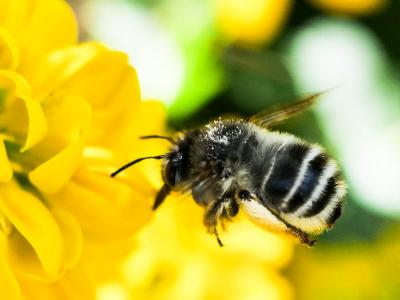 Anthophore à tarses gonflés Anthophora dispar Lepeletier, 1841