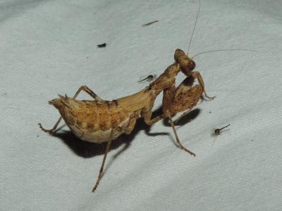  Ameles spallanzania (Rossi, 1792)