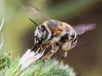 Anthophore agame Anthophora agama Radoszkowski, 1869