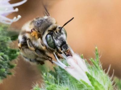 Anthophore agame Anthophora agama Radoszkowski, 1869
