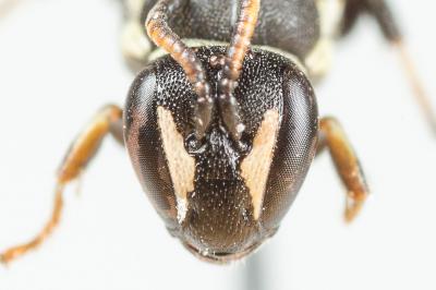  Hylaeus lineolatus (Schenck, 1861)