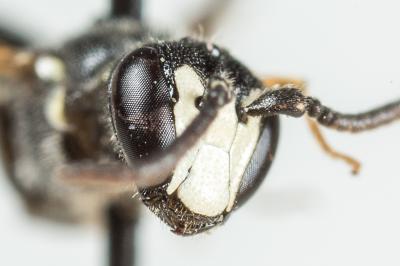 Hylaeus angustatus (Schenck, 1861)
