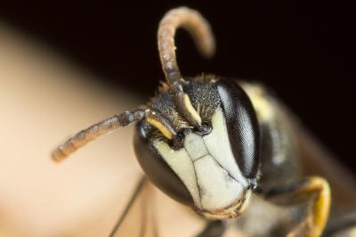  Hylaeus pictus (Smith, 1853)