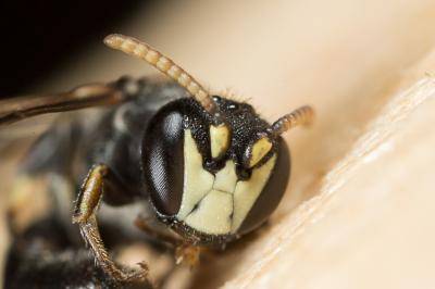  Hylaeus gredleri Förster, 1871