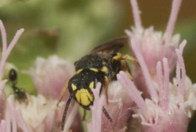  Hylaeus Fabricius, 1793