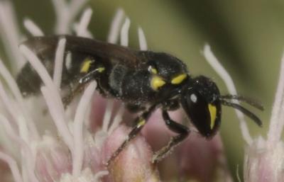  Hylaeus Fabricius, 1793