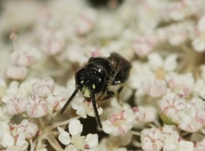  Hylaeus communis Nylander, 1852