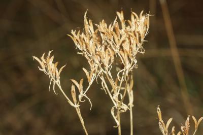 Petite centaurée commune, Erythrée Centaurium erythraea Rafn, 1800