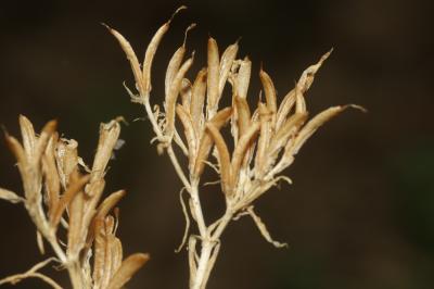 Petite centaurée commune, Erythrée Centaurium erythraea Rafn, 1800