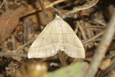 Ortholite acuminée (L') Scotopteryx mucronata (Scopoli, 1763)