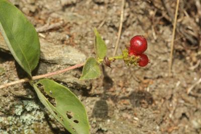 Chèvrefeuille des bois, Cranquillier Lonicera periclymenum L., 1753