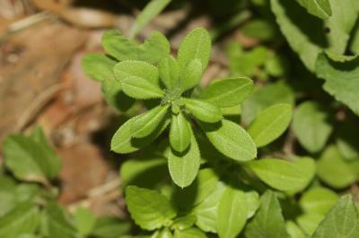Gaillet gratteron, Herbe collante Galium aparine L., 1753