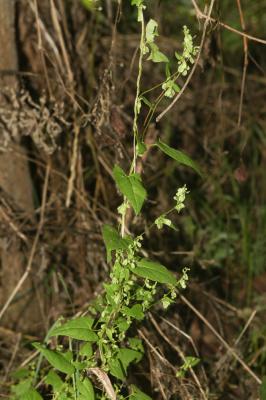 Renouée des haies, Vrillée des buissons Fallopia dumetorum (L.) Holub, 1971