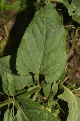 Scrophulaire noueuse Scrophularia nodosa L., 1753