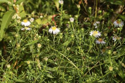 Aster à feuilles de Saule Symphyotrichum x salignum (Willd.) G.L.Nesom, 1995