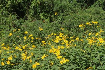 Topinambour, Patate de Virginie Helianthus tuberosus L., 1753