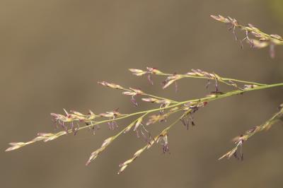 Molinie élevée Molinia caerulea subsp. arundinacea (Schrank) K.Richt., 1890