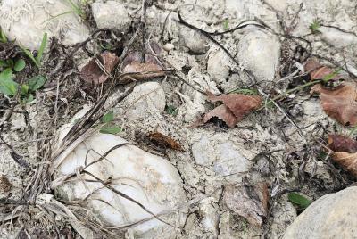 Asile frelon, Asilide frelon Asilus crabroniformis Linnaeus, 1758