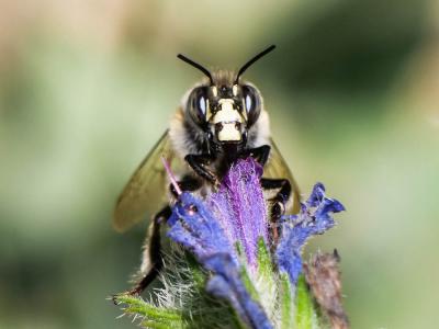 Anthophore commune, Anthophore plumeuse, Anthophor Anthophora plumipes (Pallas, 1772)