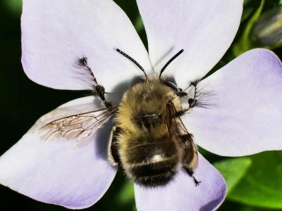 Anthophore commune, Anthophore plumeuse, Anthophor Anthophora plumipes (Pallas, 1772)