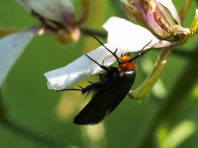  Cauchas rufifrontella (Treitschke, 1833)
