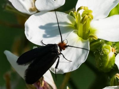  Cauchas rufifrontella (Treitschke, 1833)