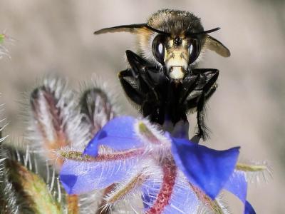 Anthophore commune, Anthophore plumeuse, Anthophor Anthophora plumipes (Pallas, 1772)