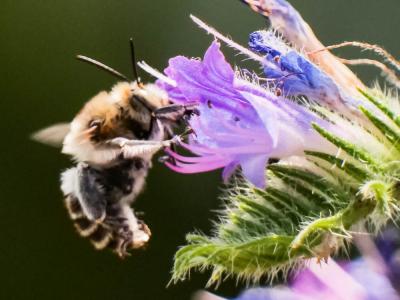Anthophore cuissarde Anthophora femorata (Olivier, 1789)