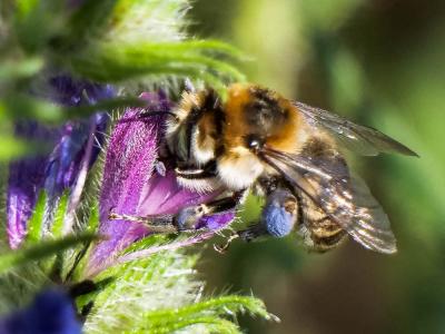 Anthophore cuissarde Anthophora femorata (Olivier, 1789)