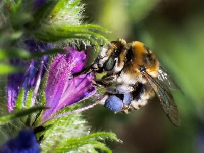 Anthophore cuissarde Anthophora femorata (Olivier, 1789)