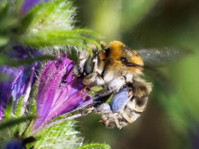 Anthophore cuissarde Anthophora femorata (Olivier, 1789)