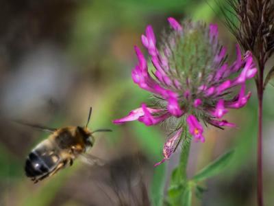 Anthophore agame Anthophora agama Radoszkowski, 1869